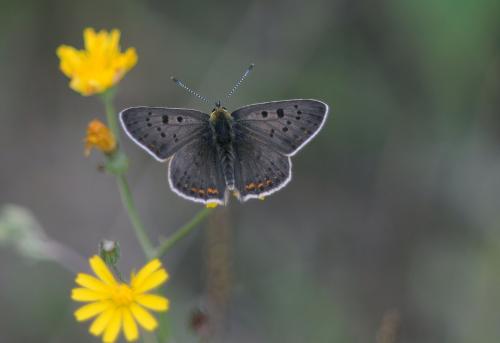 Lycaena tityrus